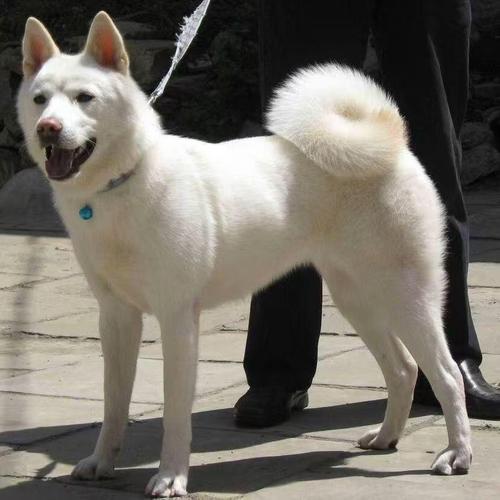 2025新澳门精准正版图库和中国下司犬外网爆火与中国下司犬介绍