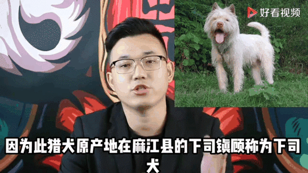 117731.cσm查询澳彩开奖号码和中国下司犬外网爆火与中国下司犬介绍
