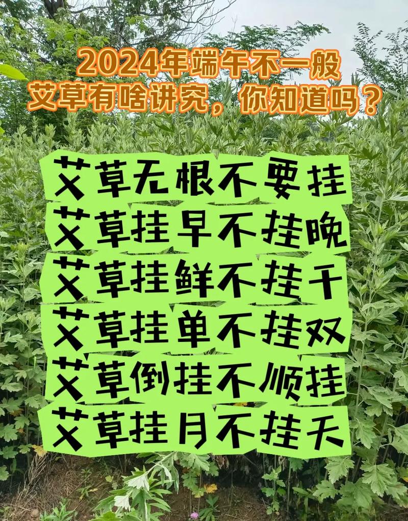 澳门开奖结果开奖记录表013和年轻人爱上端午挂艾与端午挂艾叶的原因