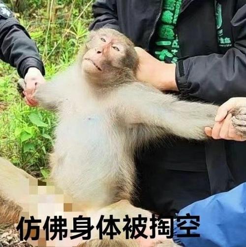 今晚澳门特马开奖结果和车钥匙逗猴被猴抢走与猴子车钥匙