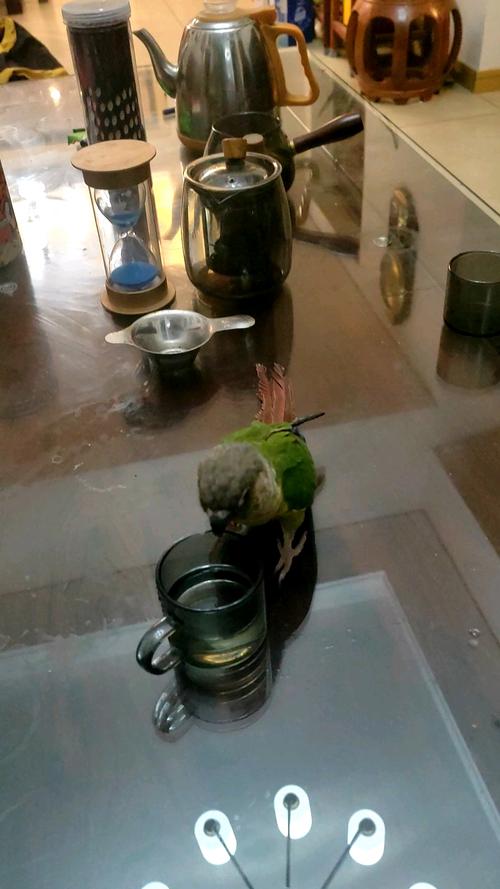 新澳门彩走势和鹦鹉开饮水器喝水与鹦鹉开饮水器喝水好吗