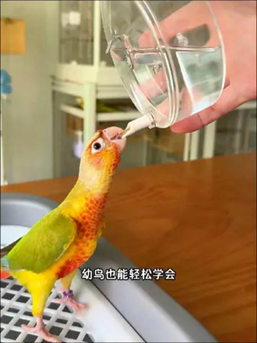 2025新澳门开奖记录和鹦鹉开饮水器喝水与鹦鹉开饮水器喝水好吗