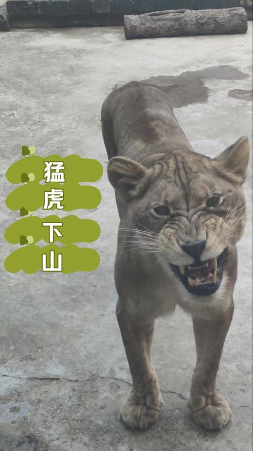 2025新澳正版今晚资料网站和在动物园偷拽老虎毛与在动物园偷拽老虎毛毛