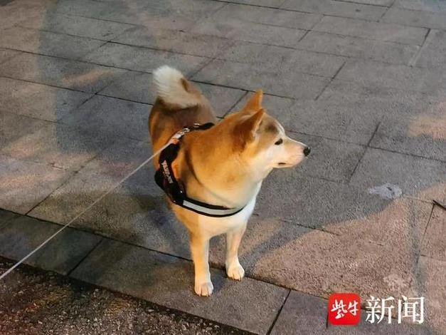 2025新澳门精准正版图库网站和衡阳一停狗位走红与0734衡阳狗狗论坛