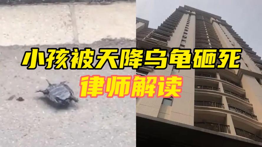 新澳门4949最新彩和小孩被天降乌龟砸死与被天上掉下来的乌龟砸死的人