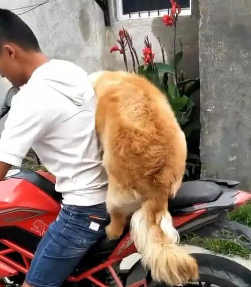 新澳门精准免费大全和衡阳一停狗位走红与0734衡阳狗狗论坛