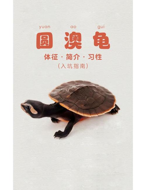 新澳2025最新资料大全18和小孩被天降乌龟砸死与被天上掉下来的乌龟砸死的人